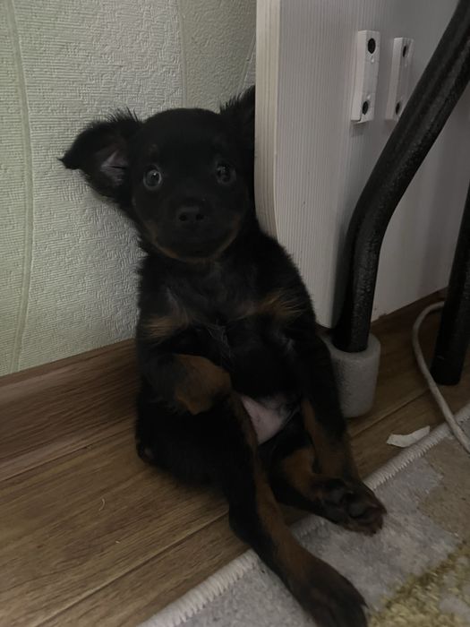 Щенок русского той терьер