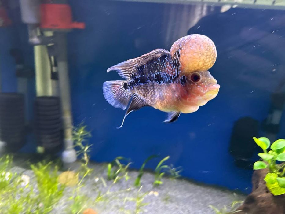 Заводской аквариум с рыбой