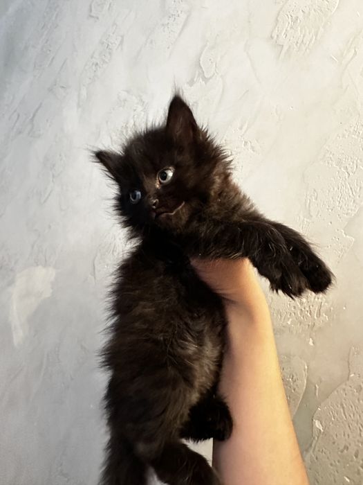 Котята ,3 мальчика 1 девочка , ходят в латок