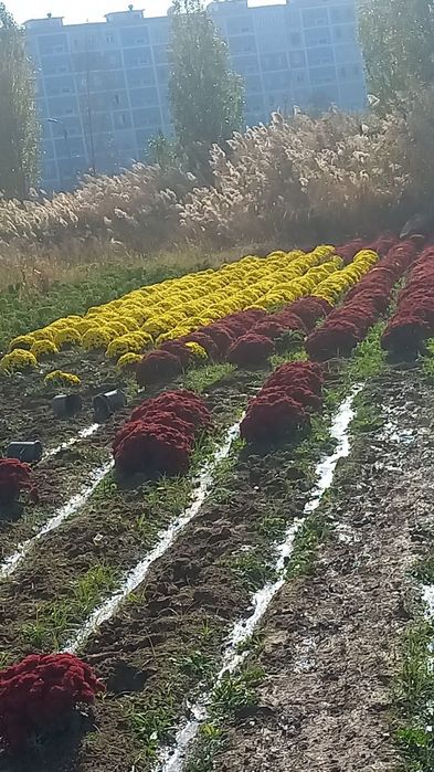 Xirzantema globus gullari sotiladi