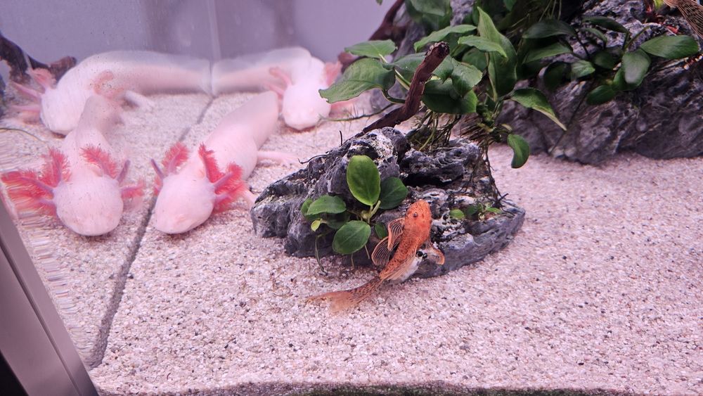 Pereche axolotl si 6 ancistrusi