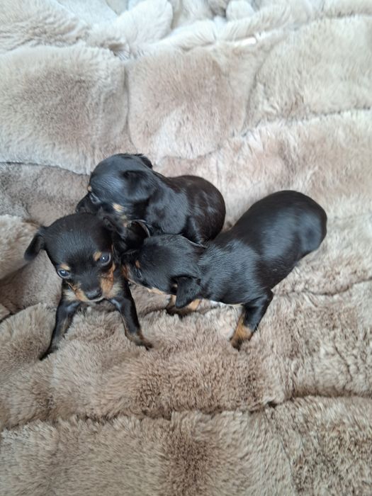 Продам мини той терьера