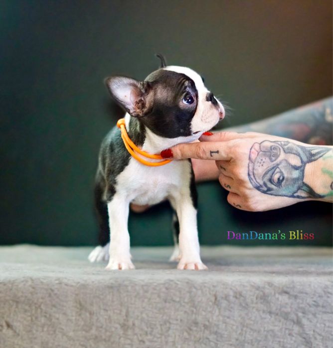 Boston terrier cu pedigree - fetita