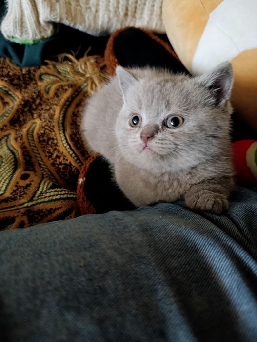 Чистокровные британцы