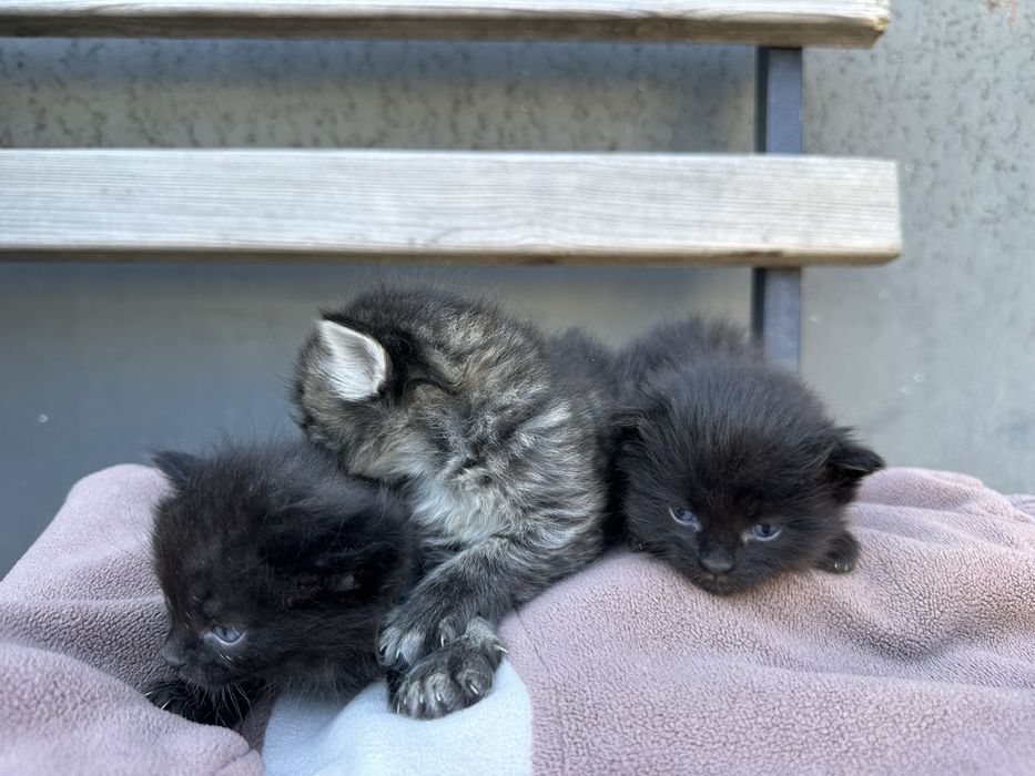 В добрые руки! Милые котята.