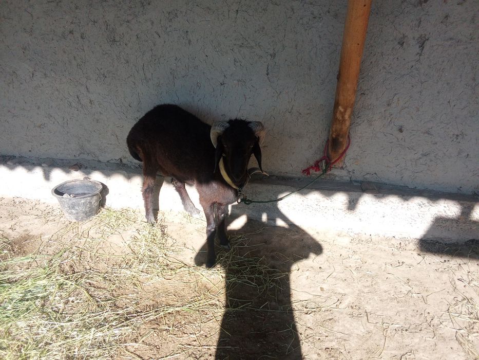 Qchqorimiz yeyishiga muammo yoʻq