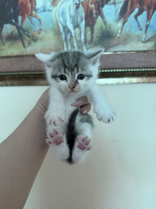 Шотландиялық тік құлақ котяттар сатылады