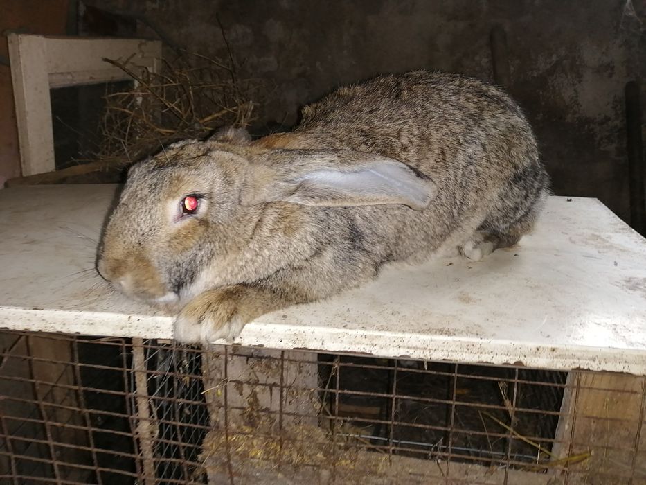 Продаю кроликов фландер