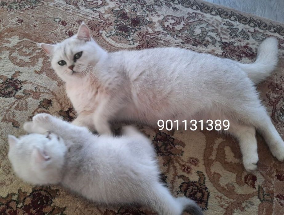 Тозза кон. Британский Шиншила Серабрист унил, киз 2 ойлик сотилади.