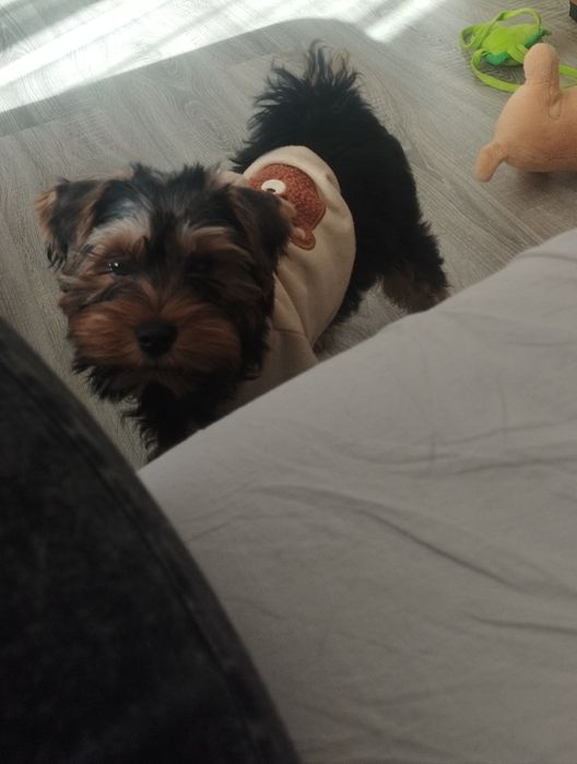 Йоркширски Териер