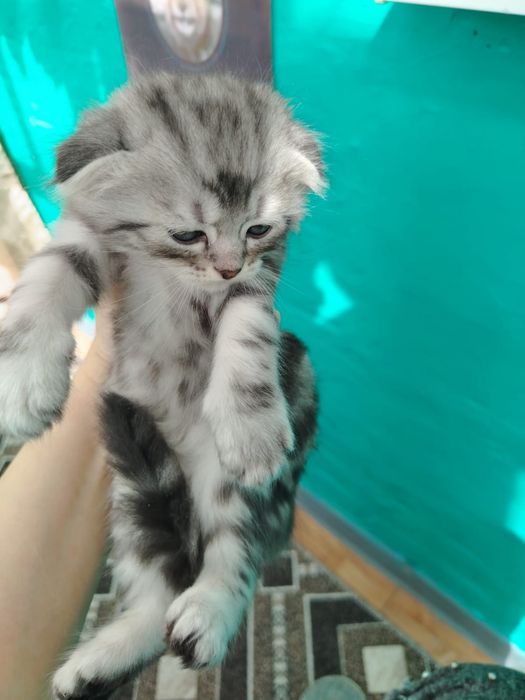 Шотландский котенок