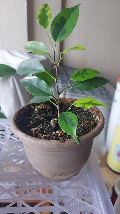 Продам фикус Бенджамина