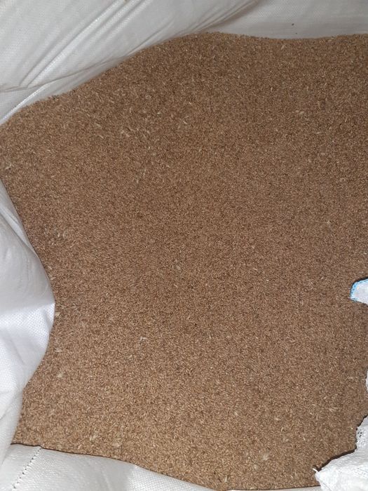 Grâu porumb de vanzare