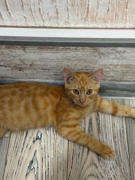 Отдам рыжего котенка