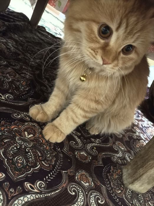 Мушук пародали (British cat) Britanskiy parodasi