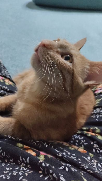 Отдам котенка в добрые руки