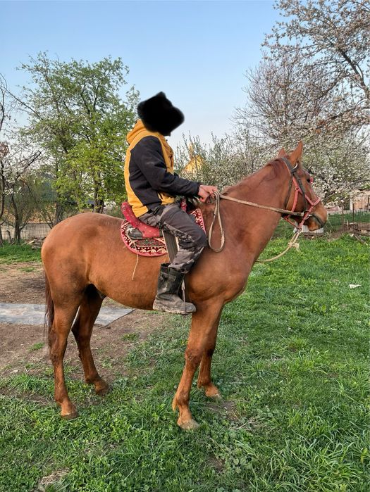 Кровленый донен