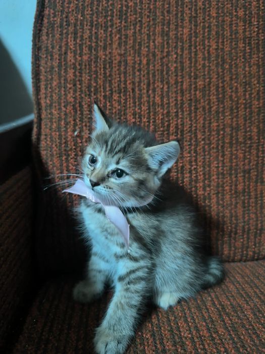 Отдам котят в хорошие руки
