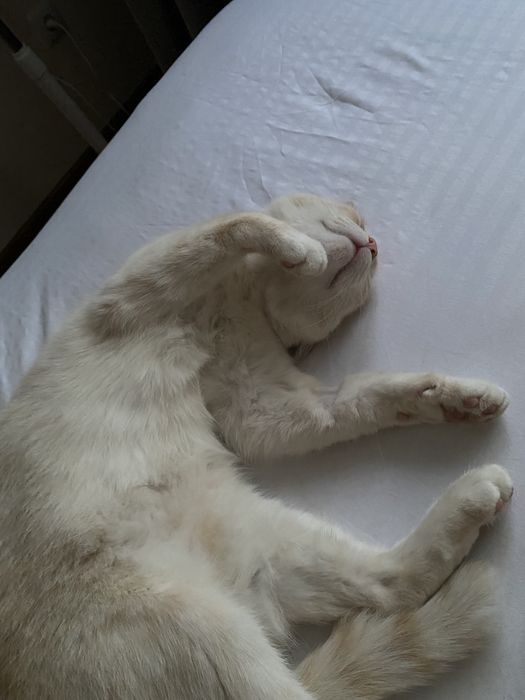 Отдам кота в добрые руки