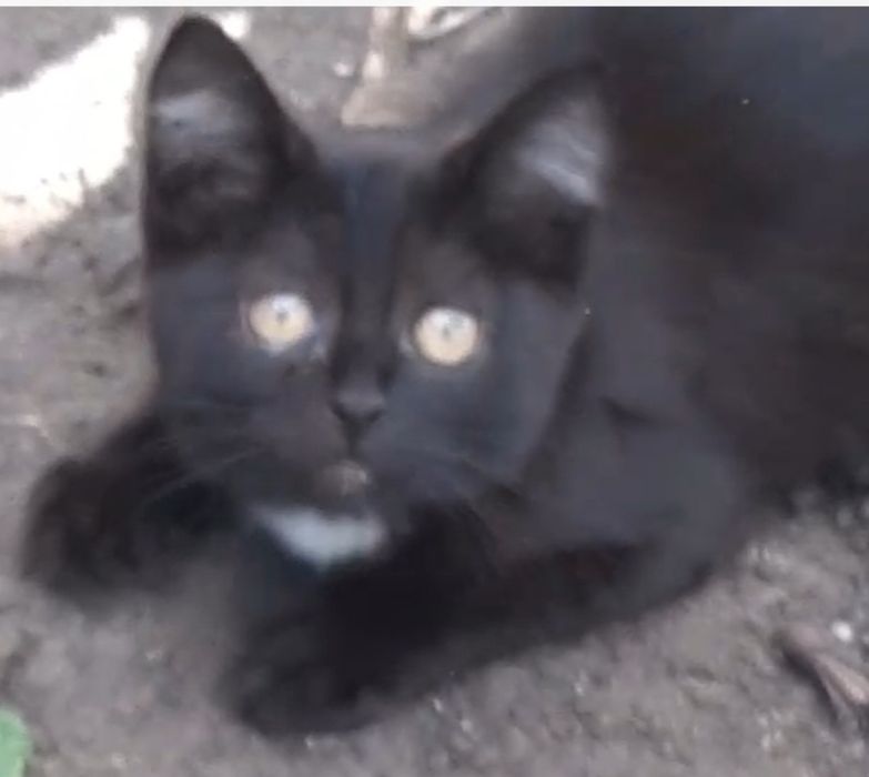 Отдам котёнка девочку .