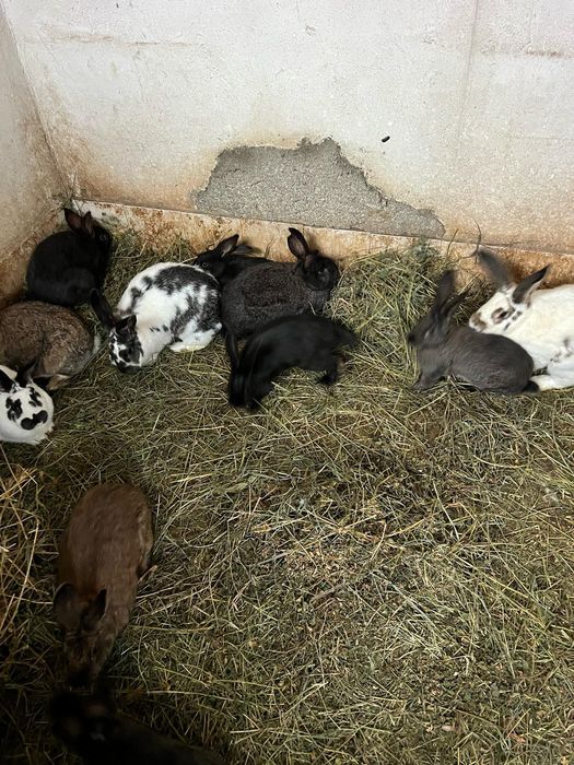 Vând iepuri pui/adult diferite rase