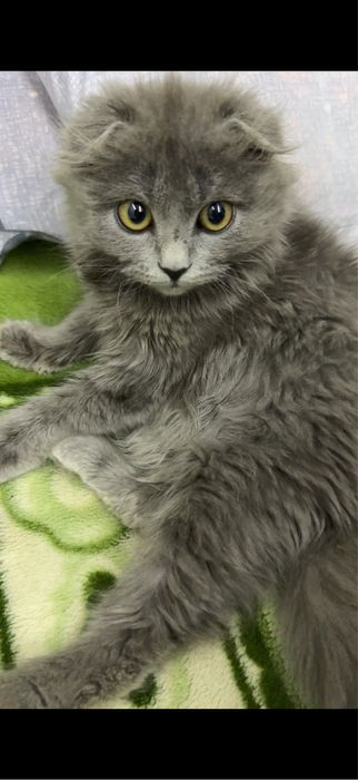 Zotdor mushuk soglom 5oylik qiz bola