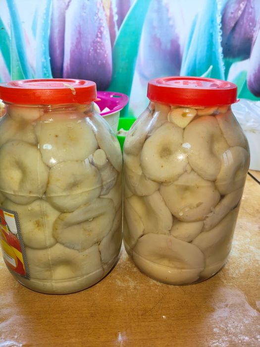 Грибы грузди продам