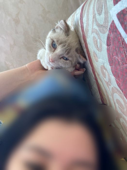 Отдам кота в хорошие руки!