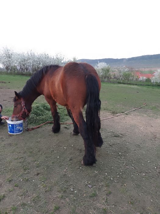 Vând sau schimb 2 mânji