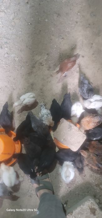 Jujala 1oyli 30min somdan