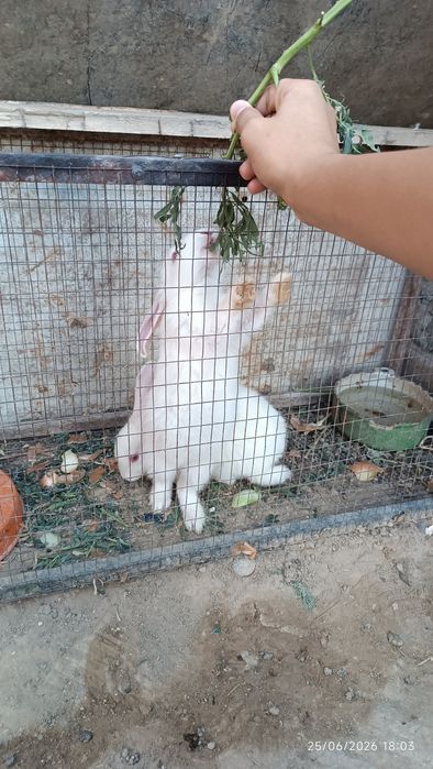 Quyon sotiladi 2-3 oylik

Sog‘lom, chiroyli va yaxshi parvarish qili