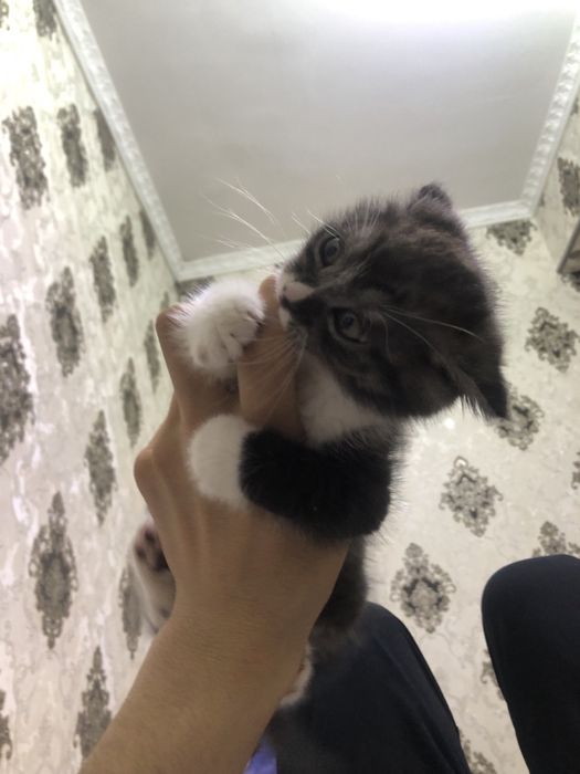 Skotish fold sotiladi 2oylik ugl bola