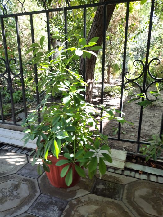 Цветы комнатные , живые