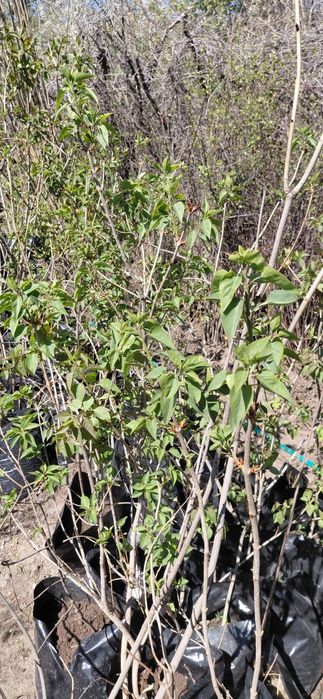 Продам сирень деревковую и кустовую