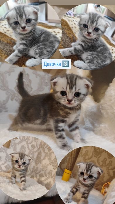 Скоттиш Страйт и Скоттиш Фолд