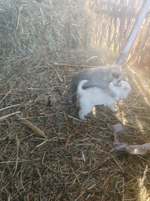 Щенки , мама лайка отец неивестенн