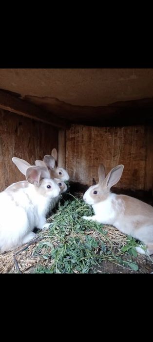 Vând iepuri hycoli francez!!