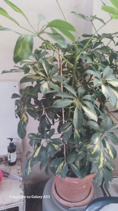 Schefflera arboricola sau arborele umbrela