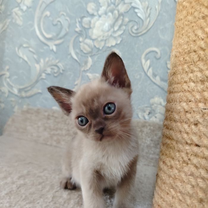 Котята Европейской Бурмы