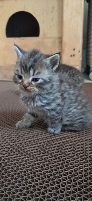 шотландские вислоухие