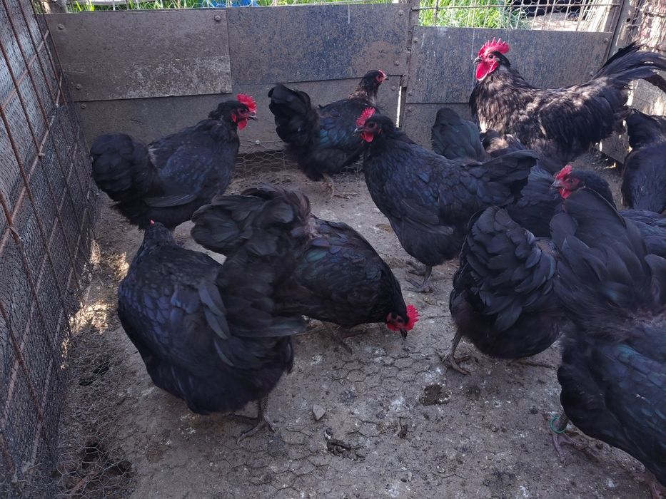 Ouă incubat australorp negru