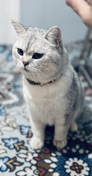 Britanskiy shinshila tozza qon vyaska taklif qilamiz