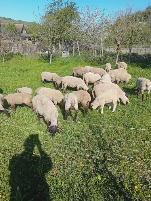 Vand oi sulfok,barusa de covasna