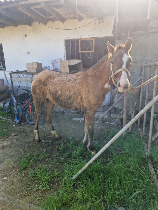 Тай сатылады ургашы