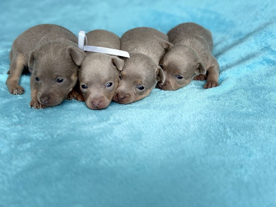 Той-терьер щенки с документами