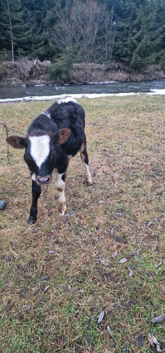 Vând vițică de 6 luni