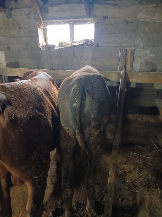 Продам быков на откорме