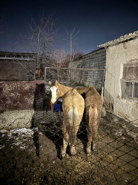 Жабағы 2 бас торг