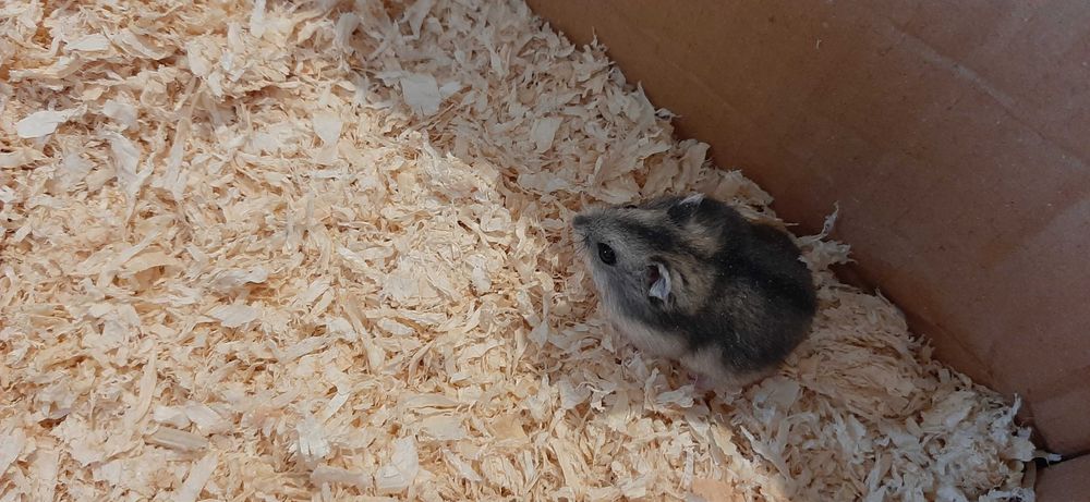 Pui de hamster pitic de vânzare