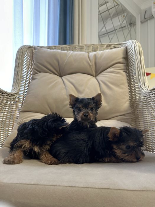 Йоркширский терьер